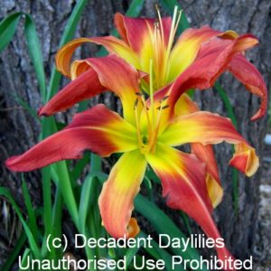 Daylily daylilies growing in my garden