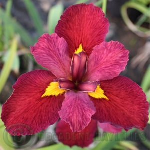 Louisiana Iris Irises growing in my garden