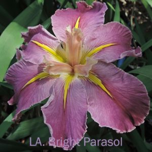 Louisiana Iris Irises growing in my garden