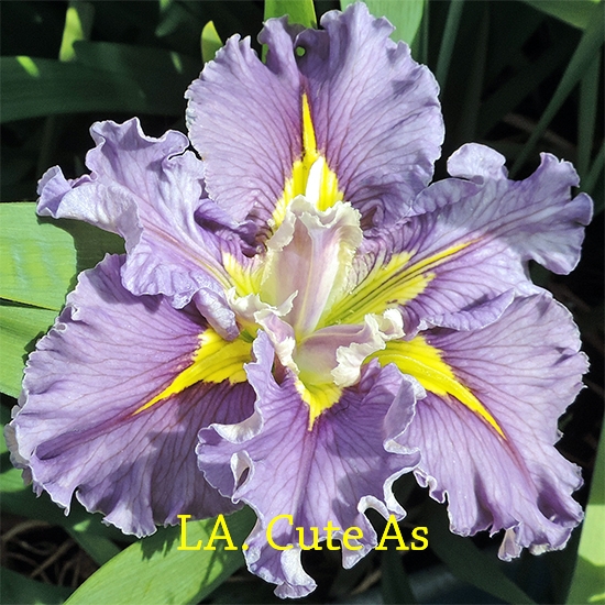 Louisiana Iris Irises growing in my garden