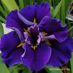 Louisiana Iris Irises growing in my garden