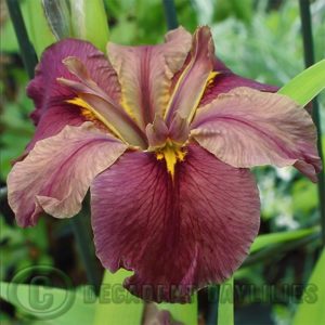 Daylily daylilies growing in my garden