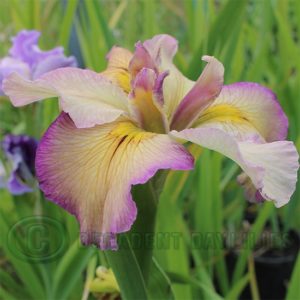 Louisiana Iris Irises growing in my garden