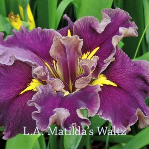 Louisiana Iris Irises growing in my garden