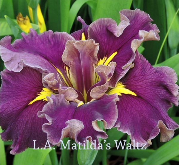 Louisiana Iris Irises growing in my garden