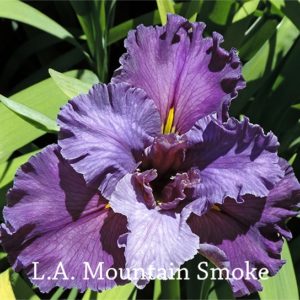 Louisiana Iris Irises growing in my garden