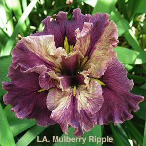 Louisiana Iris Irises growing in my garden