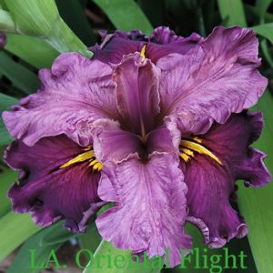 Louisiana Iris Irises growing in my garden