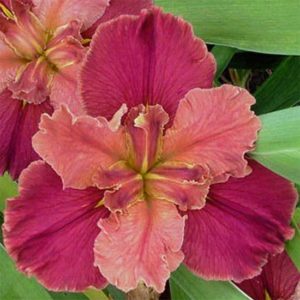 Louisiana Iris Irises growing in my garden