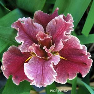 Louisiana Iris Irises growing in my garden