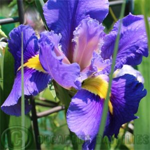 Louisiana Iris Irises growing in my garden