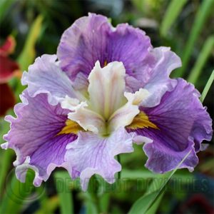 Louisiana Iris Irises growing in my garden