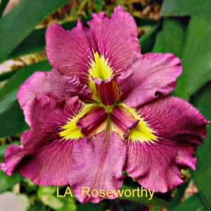 Louisiana Iris Irises growing in my garden