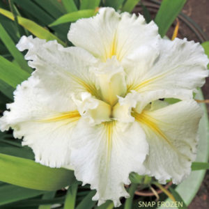 Louisiana Iris Irises growing in my garden