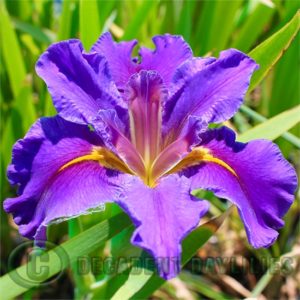 Louisiana Iris Irises growing in my garden