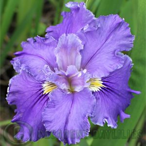 Louisiana Iris Irises growing in my garden