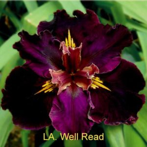 Louisiana Iris Irises growing in my garden