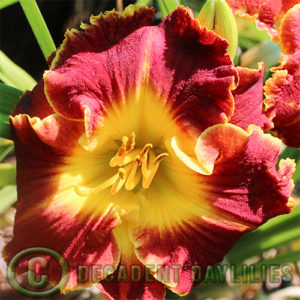 Daylily daylilies growing in my garden