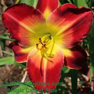 Daylily daylilies growing in my garden