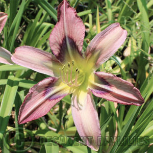 Daylily daylilies growing in my garden