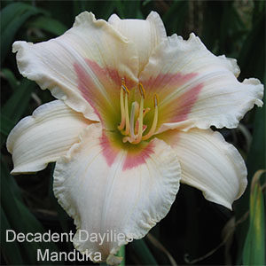 Daylily daylilies growing in my garden