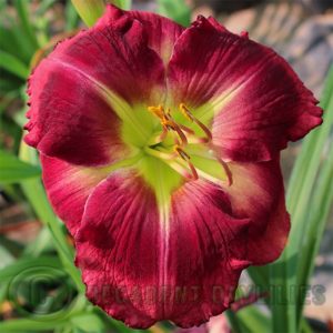 Daylily daylilies growing in my garden