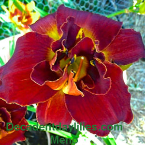 Daylily daylilies growing in my garden