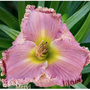 Daylily daylilies growing in my garden