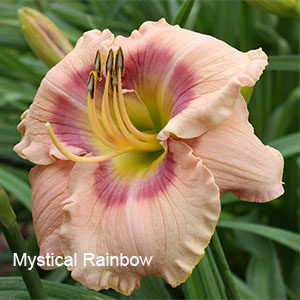 Daylily daylilies growing in my garden