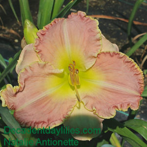 Daylily daylilies growing in my garden