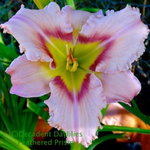 Daylily daylilies growing in my garden