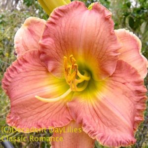 Daylily daylilies growing in my garden