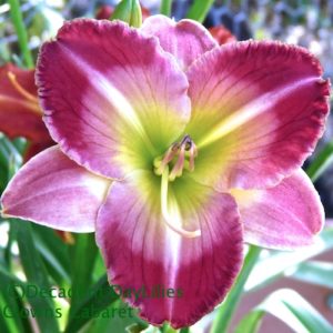 Daylily daylilies growing in my garden