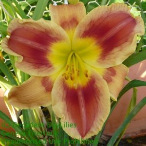 Daylily daylilies growing in my garden