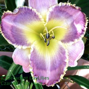 Daylily daylilies growing in my garden