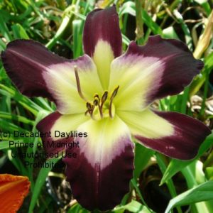 Daylily daylilies growing in my garden