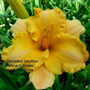 Daylily daylilies growing in my garden