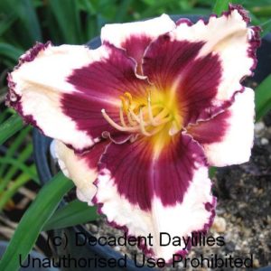 Daylily daylilies growing in my garden