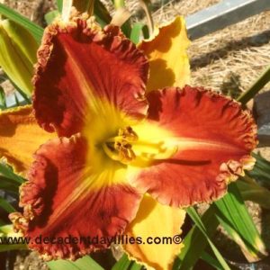 Daylily daylilies growing in my garden