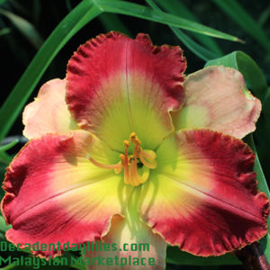 Daylily daylilies growing in my garden