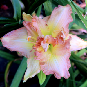 Daylily daylilies growing in my garden