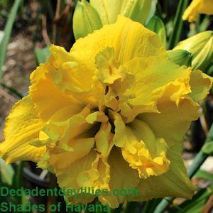 Daylily daylilies growing in my garden