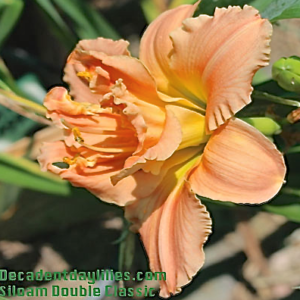 Daylily daylilies growing in my garden