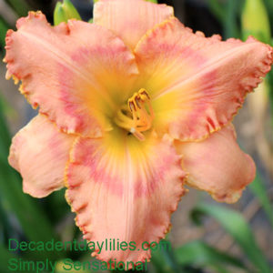 Daylily daylilies growing in my garden