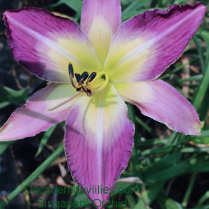 Daylily daylilies growing in my garden