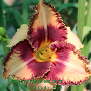 Daylily daylilies growing in my garden