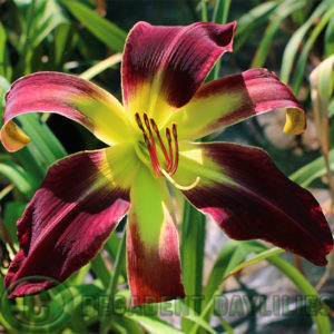 Daylily daylilies growing in my garden