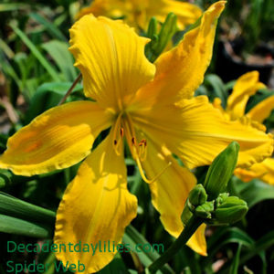 Daylily daylilies growing in my garden