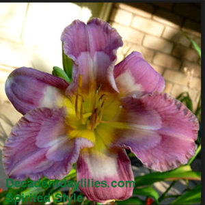 Daylily daylilies growing in my garden