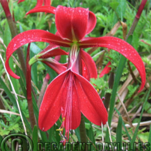 Sprekelia Jacobean lily growing in my garden